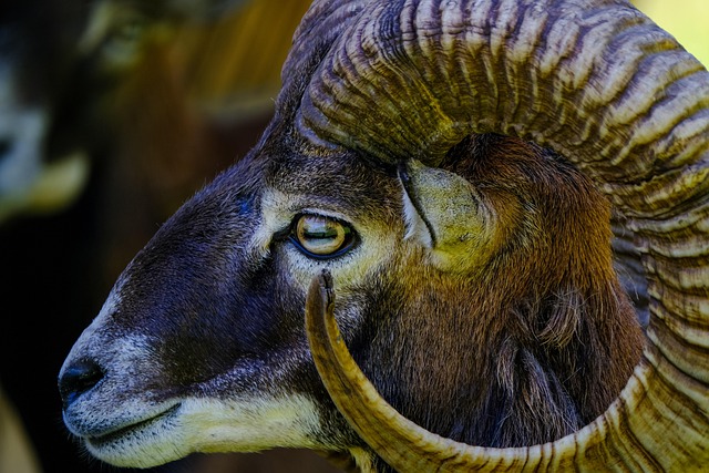 Dark Side of Aries: Weaknesses You Should Know