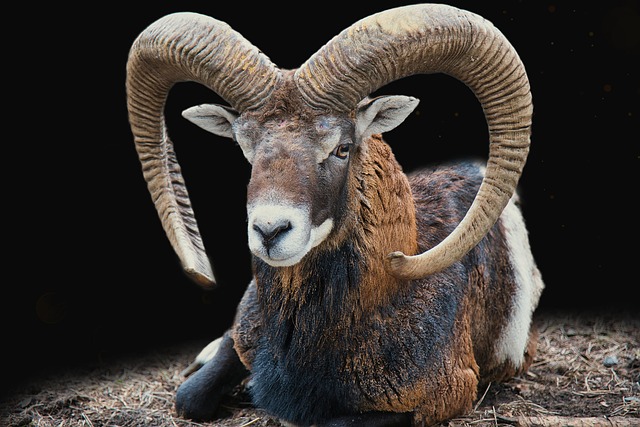 Libra and Aries Compatibility: Love, Sex & Long-Term Potential