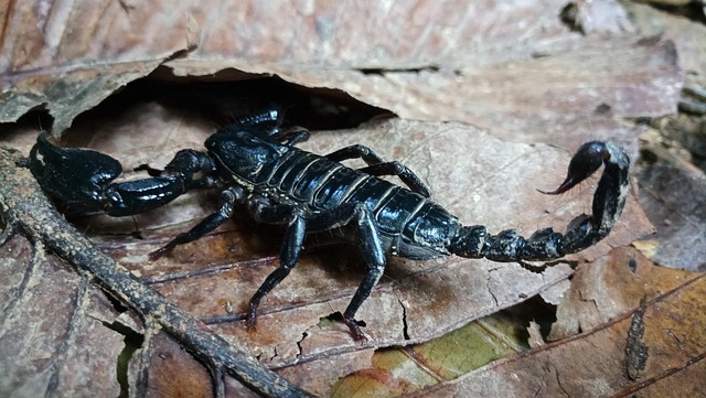 Scorpio Zodiac Sign: Dates, Traits & Personality Explained